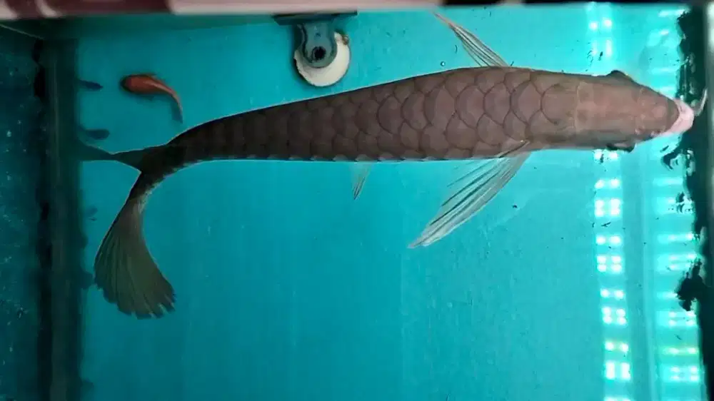 Ikan arwana golden Highback golden sumo ITL exotic collector item