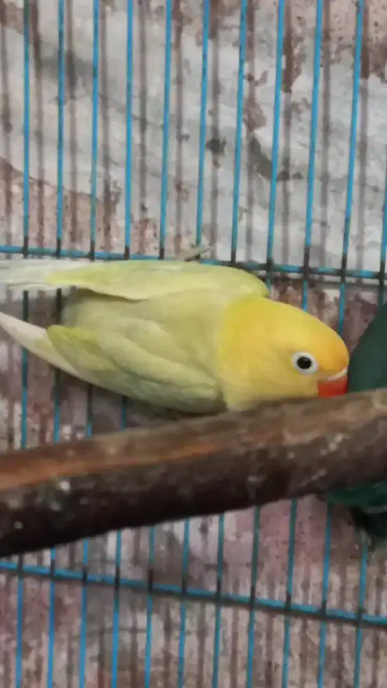 Burung Lovebird