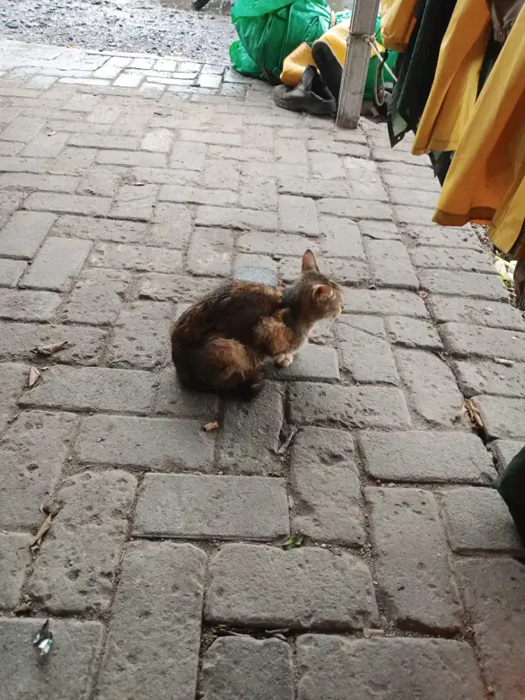 sy mecari pekerjaa  sbg office boy/driver