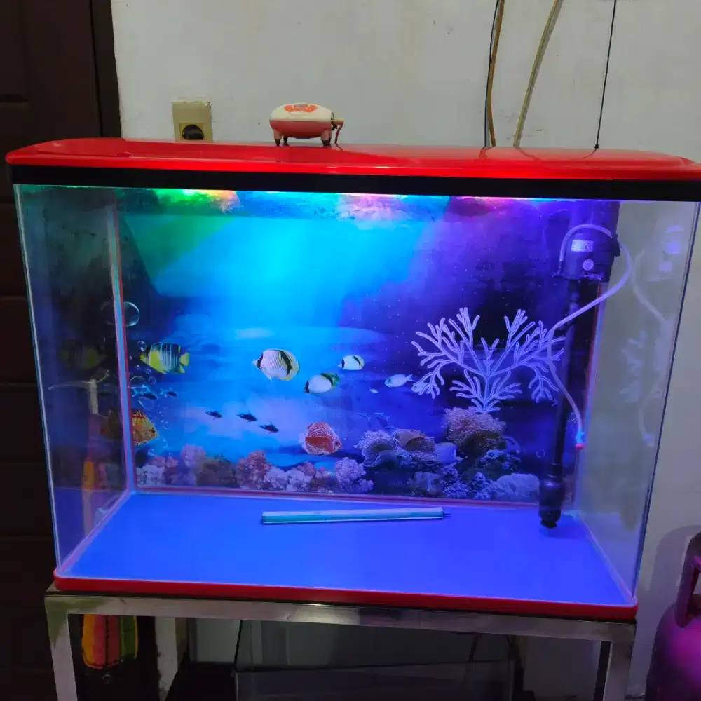 Aquarium sobo merah