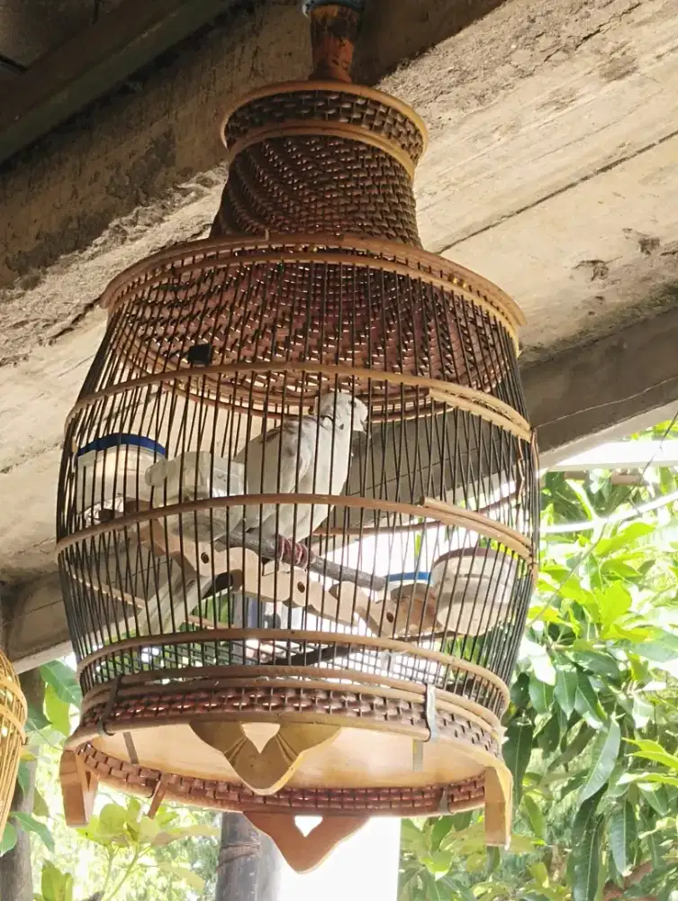Jual burung puter putih blorok jambul  rawatan dari kecil