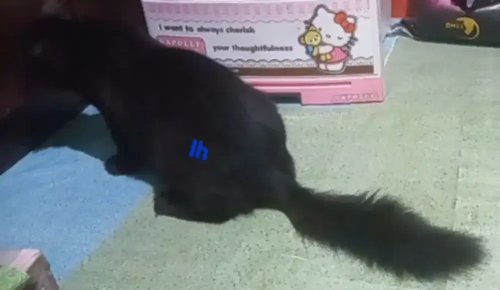 Full black persmed dewasa