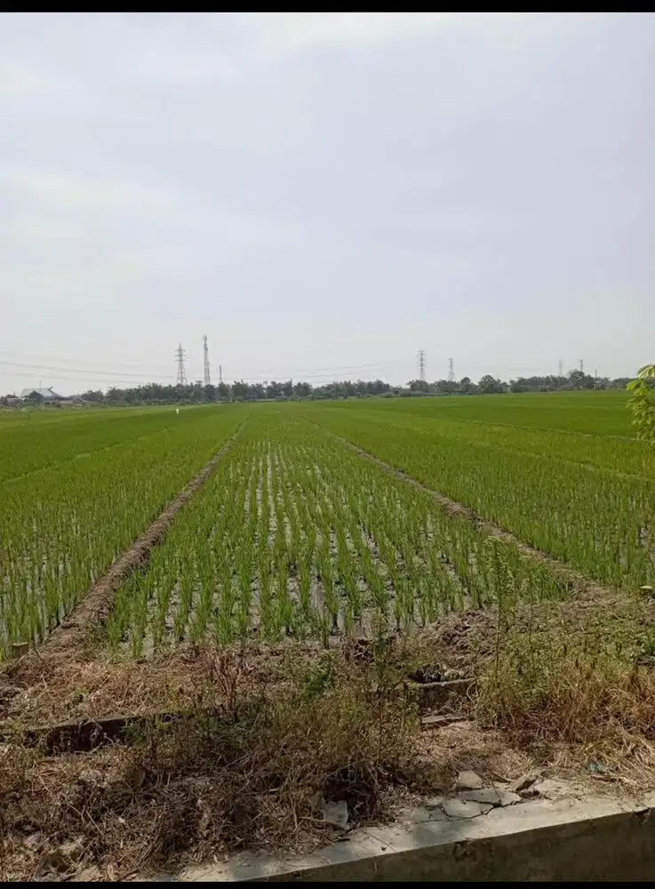 sawah produktif