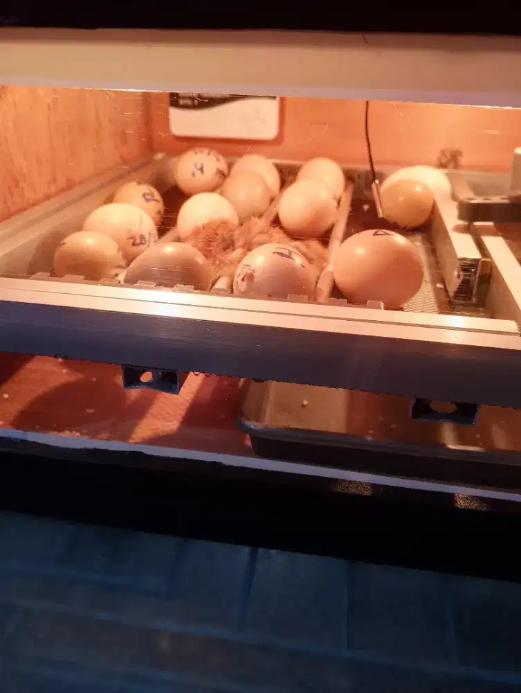 Telur Ringnecked Phesant