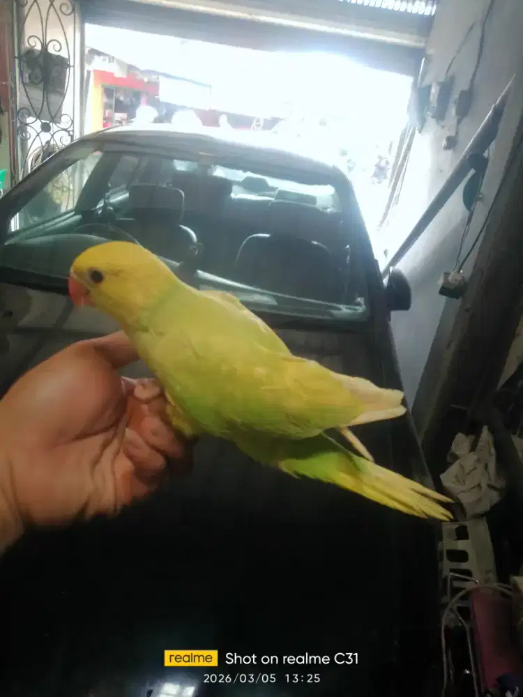 Baby Indian ringneck IRN