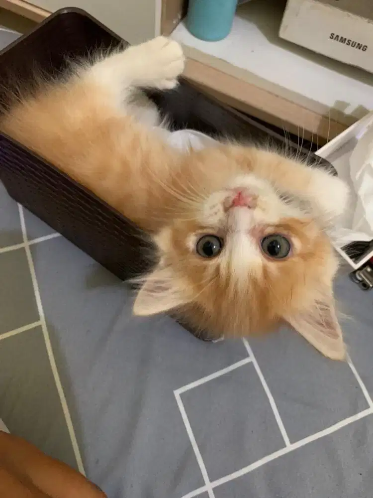 Kitten Persia Flatnose