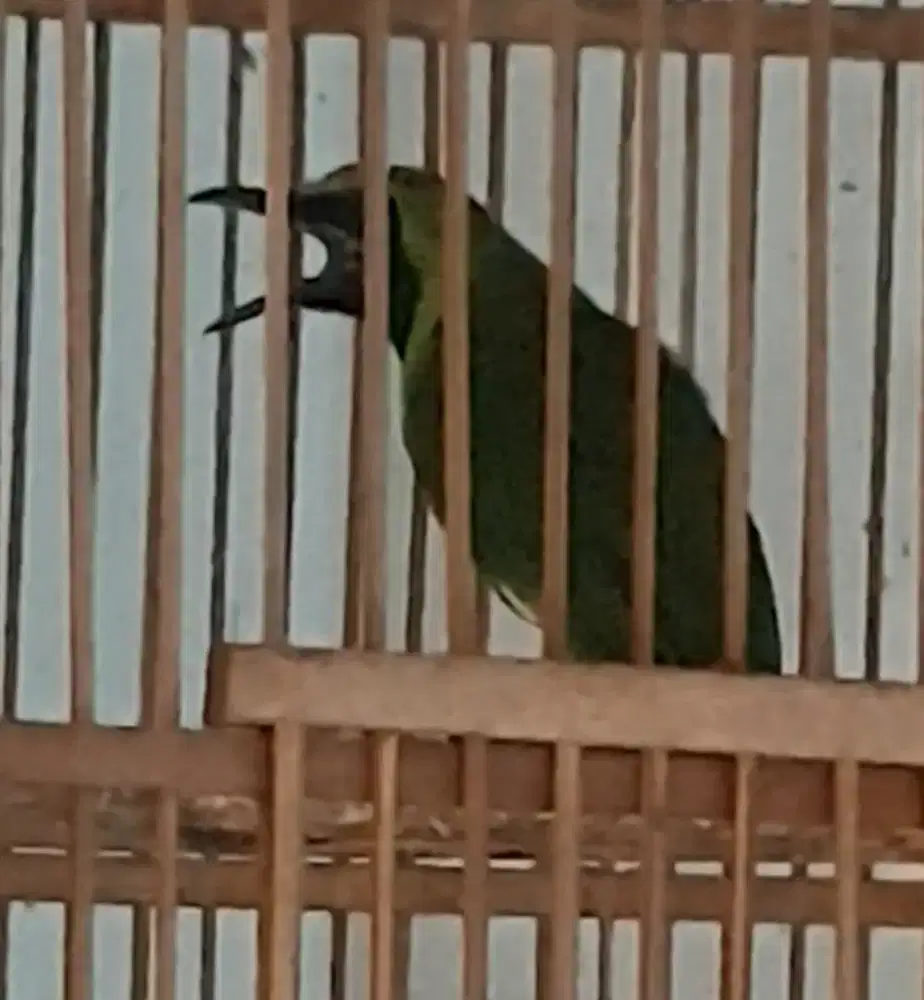 Jo bahan volume suara kenceng pake banget