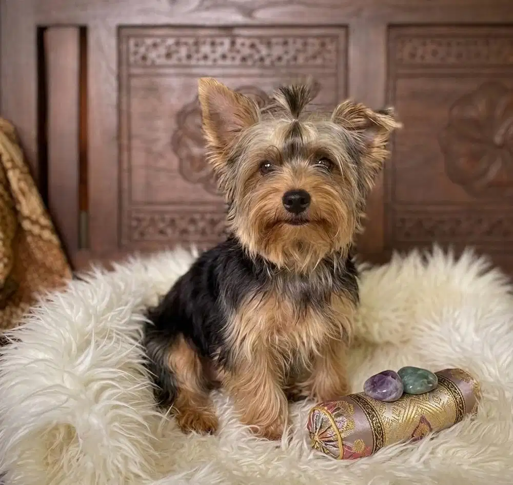 Yorkie yorkshire terrier jantan microchip