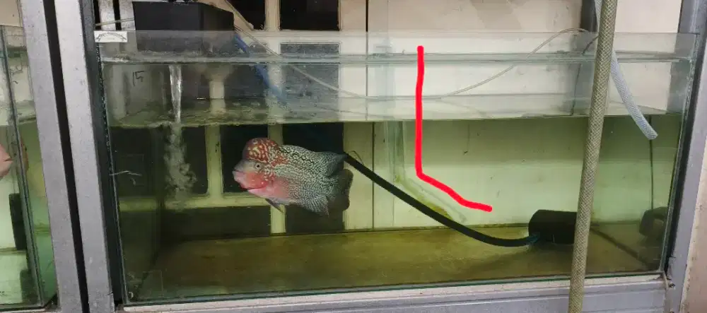 Tank 1004040 minus aman