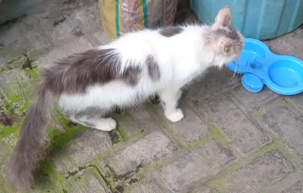 Hibah kucing induk dan anak