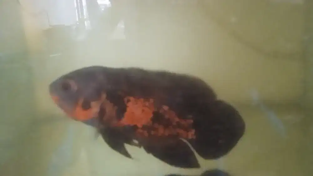 Ikan Oscar Tiger 12-13 cm