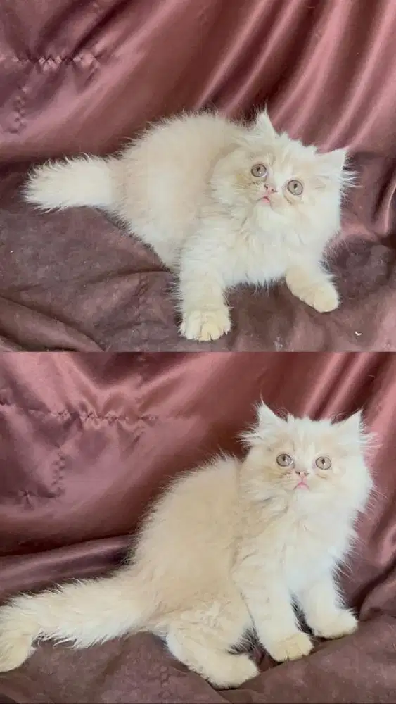 Persia flatnose longhair bulu kapas