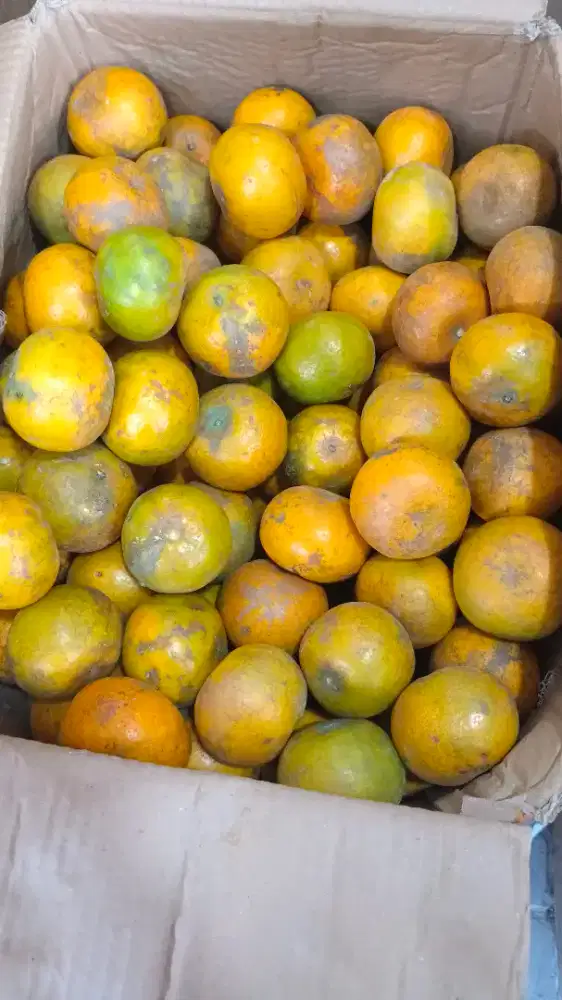 Karyawan Jaga Kios Buah