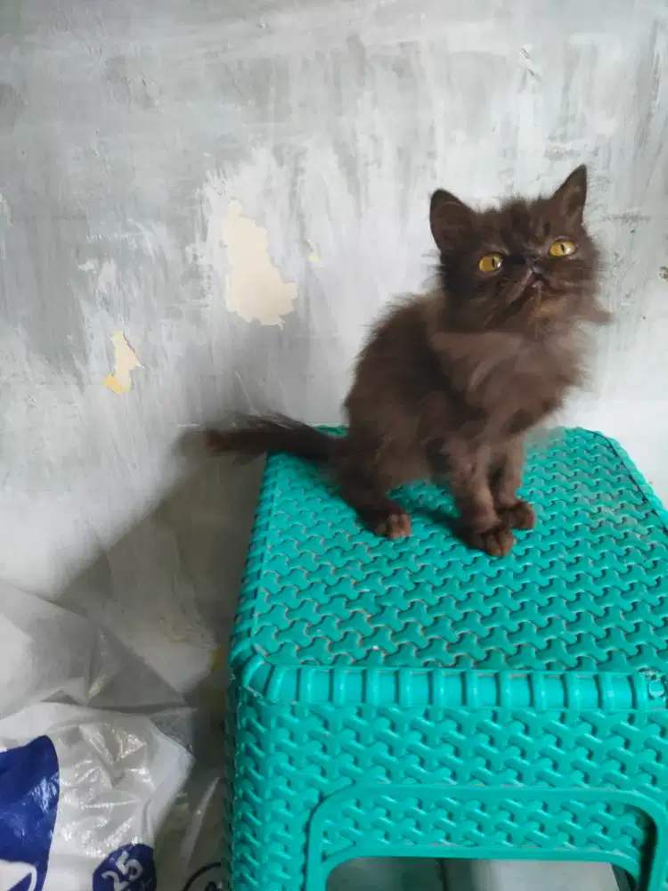 Peaknose jantan 2,5 bulan