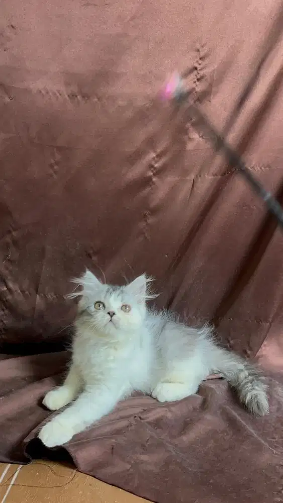 Persia flatnose exotic abu putih