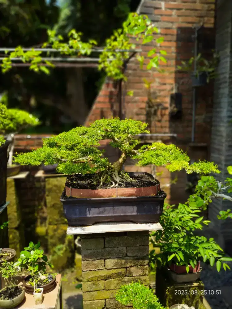 Jual bonsai sensibur Vietnam micro