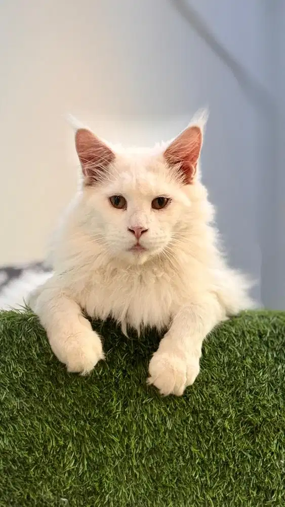 Maine coon pure pedigree