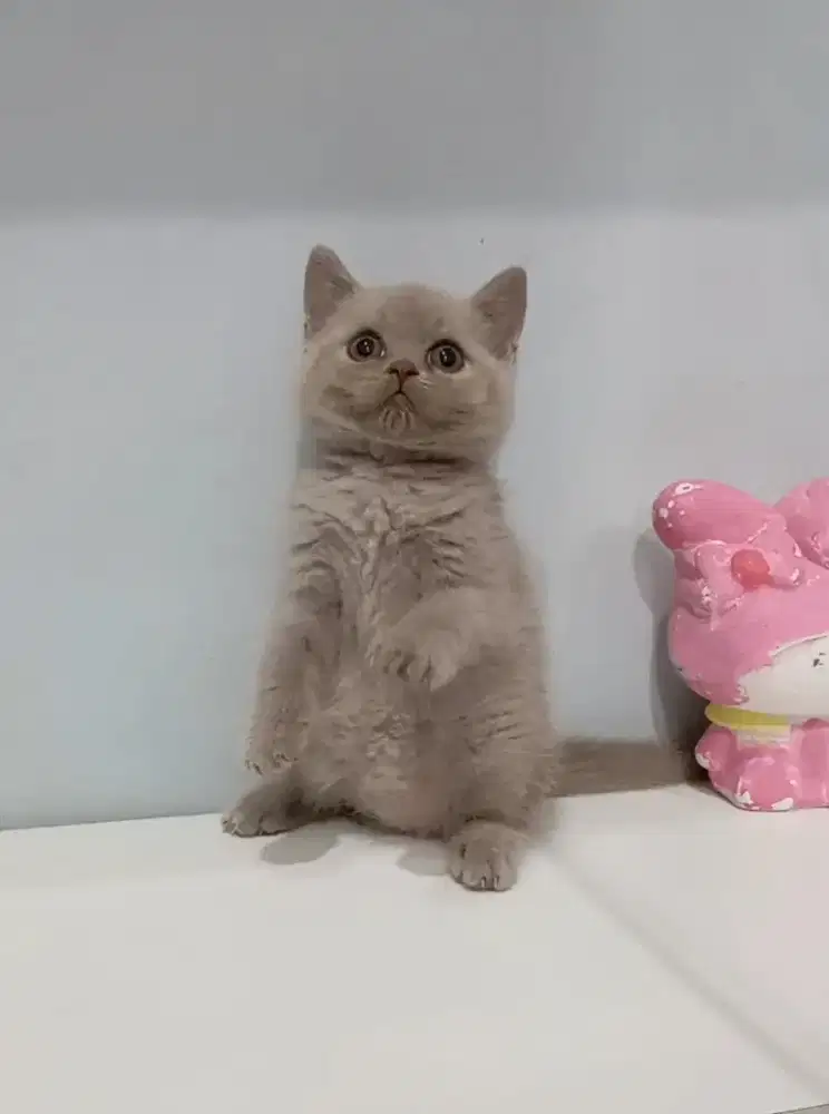 BRITISH SHORTHAIR / BSH FAWN