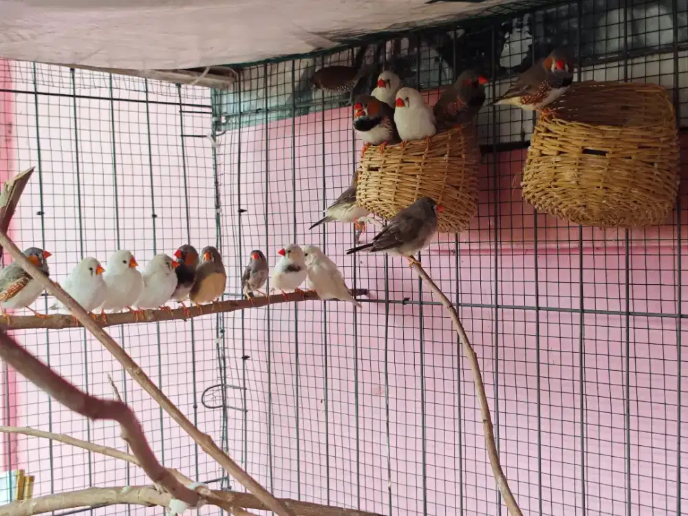ZEBRA FINCH PASANGAN PRODUK