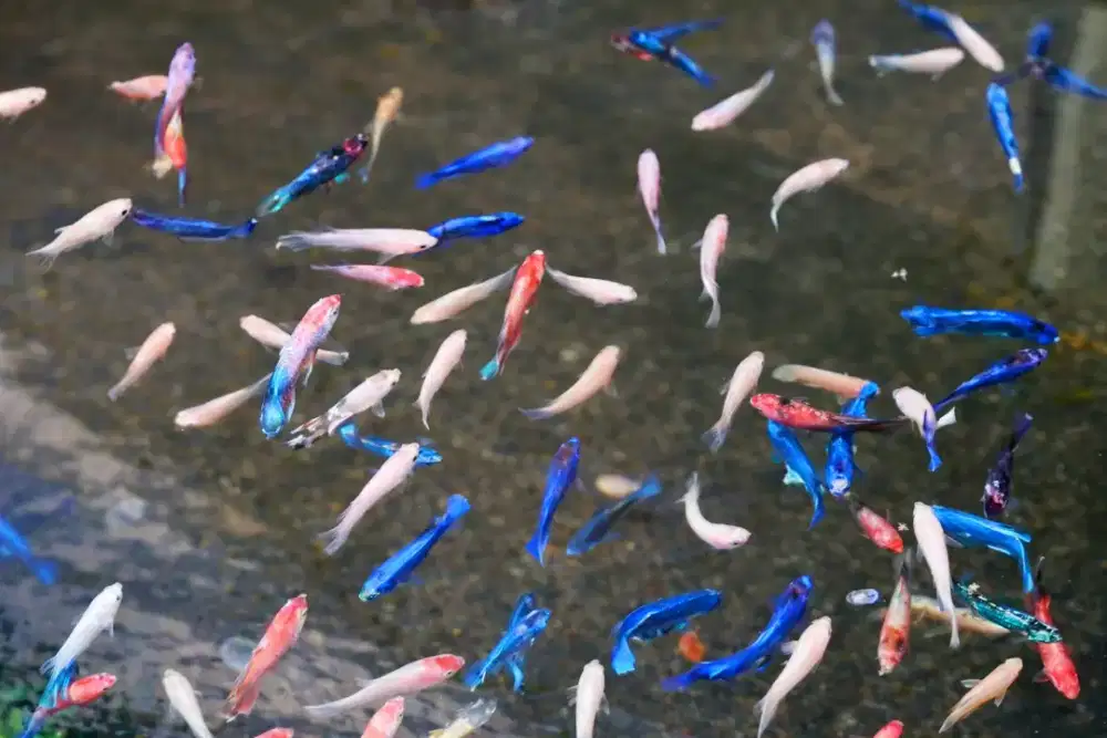 Ikan cupang Halfmoon