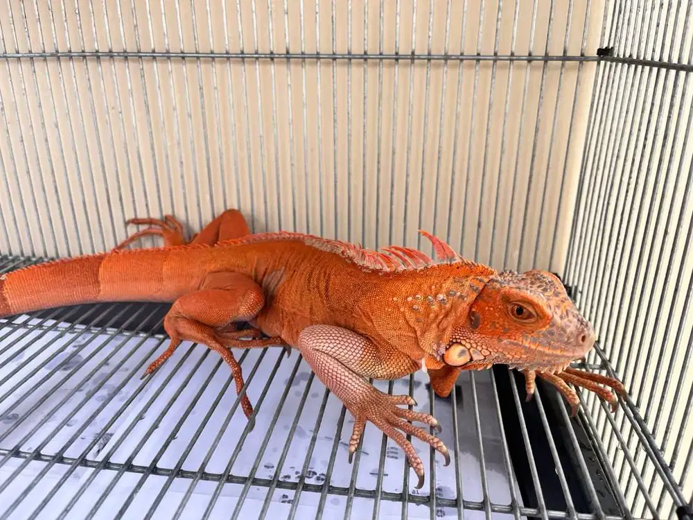 Jual Iguan Red Hypo Juve Grade A & Baby Iguana Red Albino Grade A