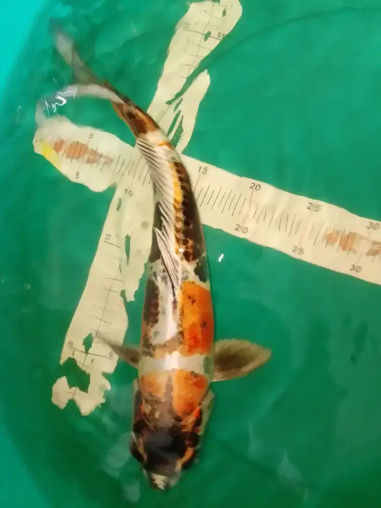 Ikan koi jenis Kikokuryu 40cm bagus