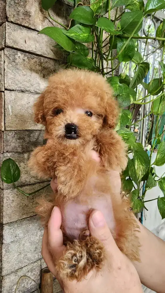 Anakan Poodle Jantan Murahh
