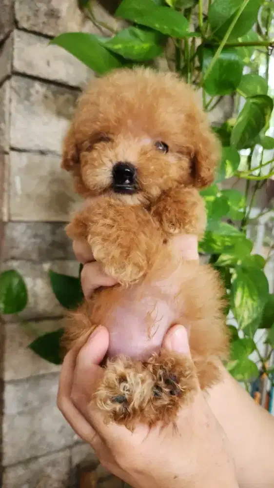 Anakan Poodle Jantan Murahh