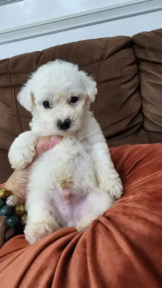 Anakan Bichon Jantan Murahh