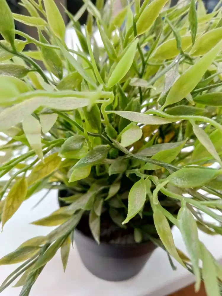 Tanaman plastik hiasan dokerasi ruangan