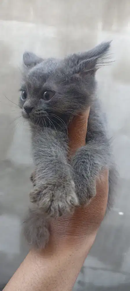 Kucing mix BSH deltasari