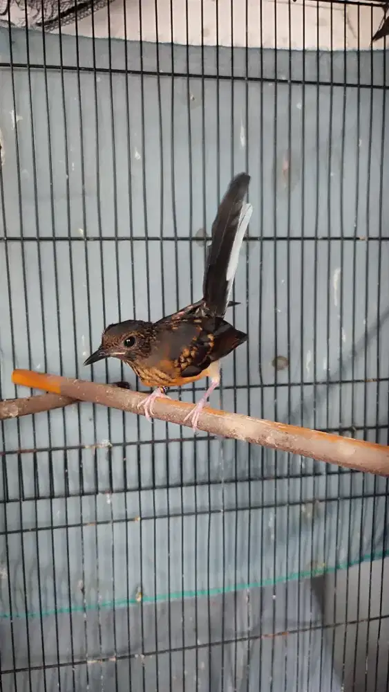 Murai Batu Trotol Betina