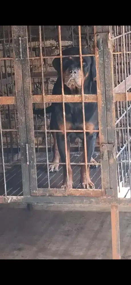 Rottwailer Betina 3 tahunan