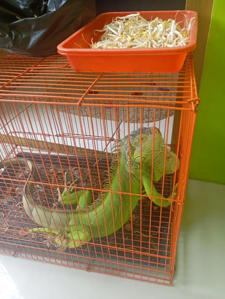 iguana silangan biru