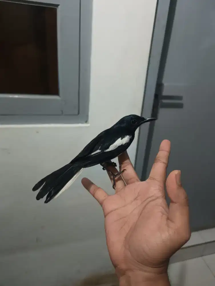 Burung Kacer jinak Malaysia