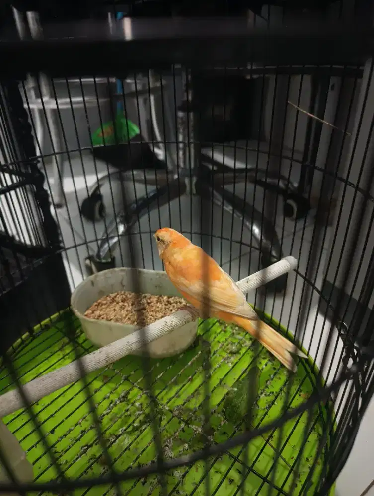 Kenari Jantan Harian Riwikan