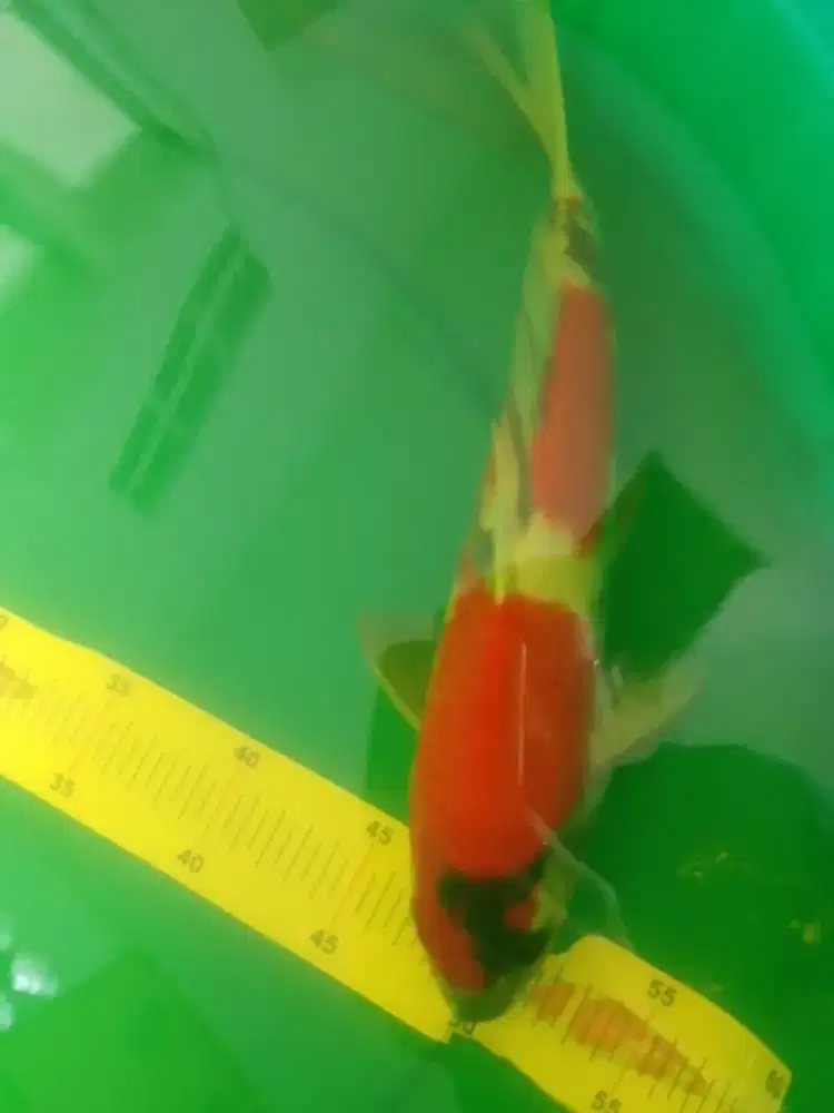 Ikan koi jenis Showa 36cm pola bagus