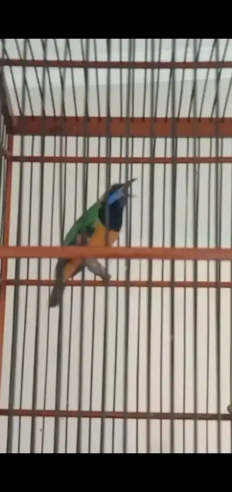 Burung gacor fullset