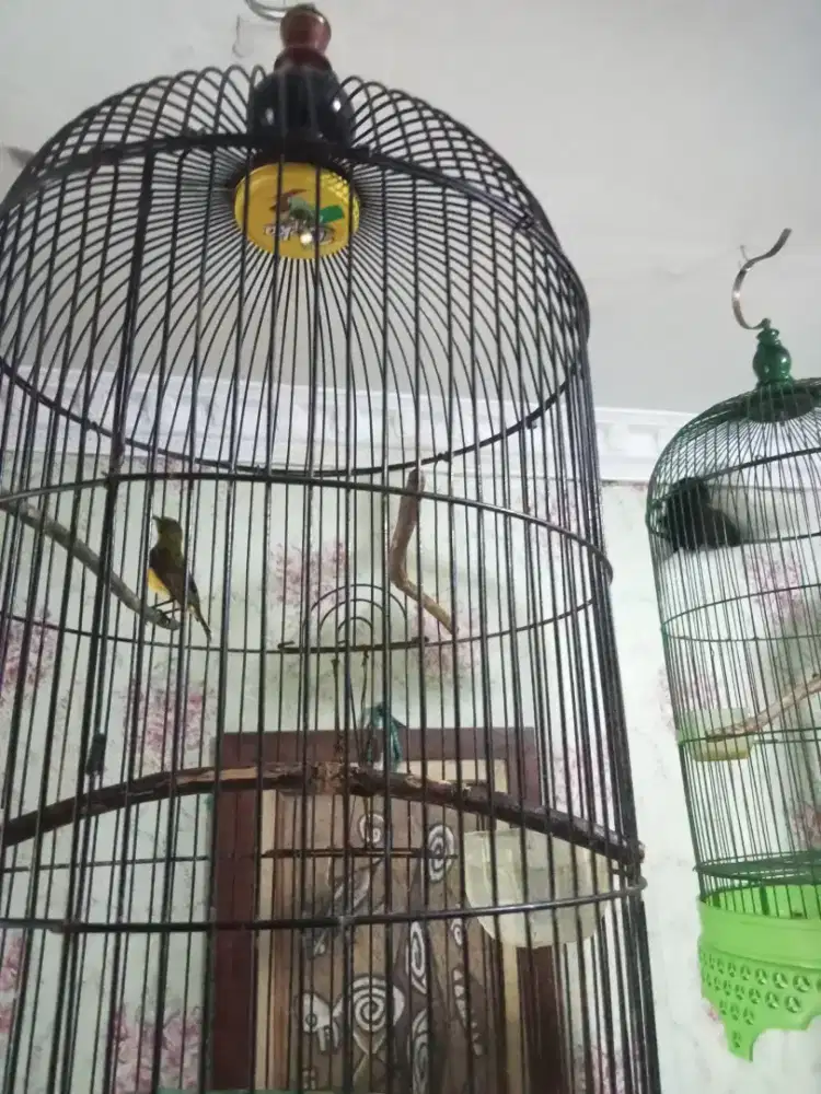 Jual burung pemkan madu rajin