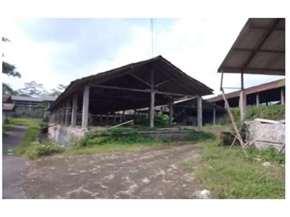 Kandang Ayam Strategis di Kawasan Sudimoro, Magelang dekat dengan Jalan Raya Magelang-Yogya