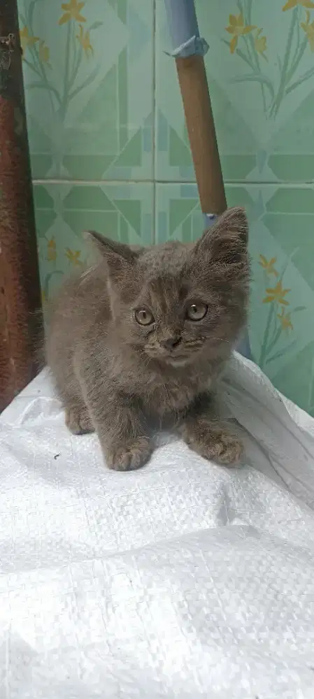 Kucing mix BSH deltasari