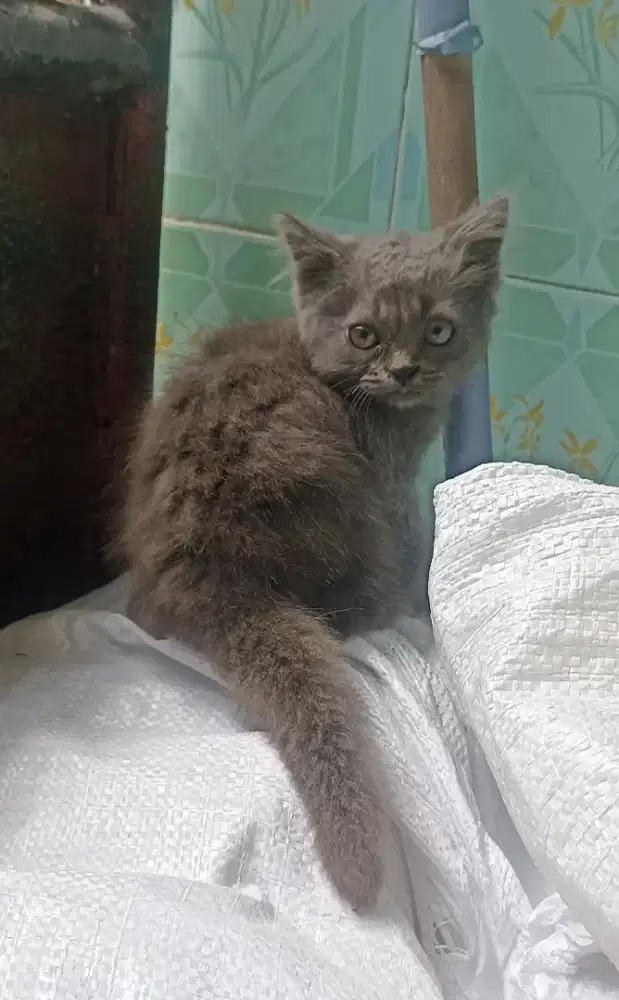 Kucing mix BSH deltasari