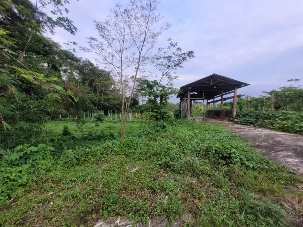 Tanah Strategis dan Murah di Kawasan Srumbung, Magelang dekat dengan Jalan Raya Magelang-Yogya