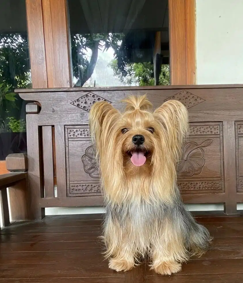 Yorkshire terrier / yorkie glamour jantan microchip