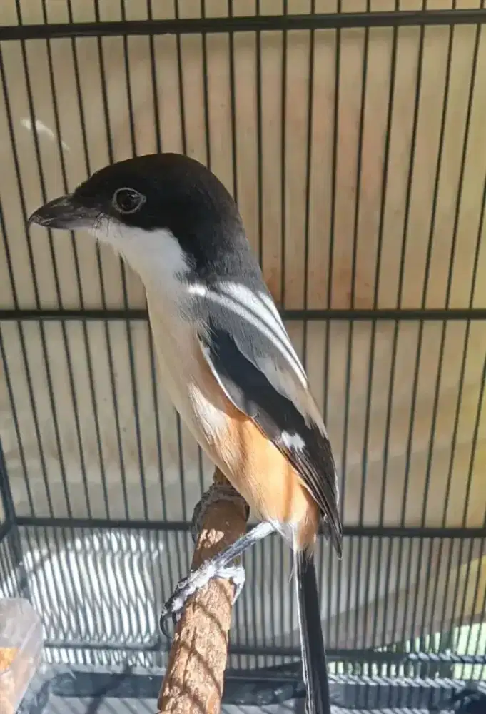 Toed/cendet/pentet ponorogo