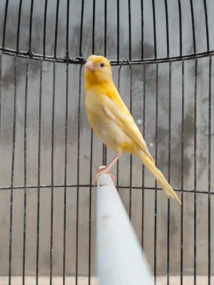 Kenari Paud Jamin Jantan Ada Video Ngeriwiknya