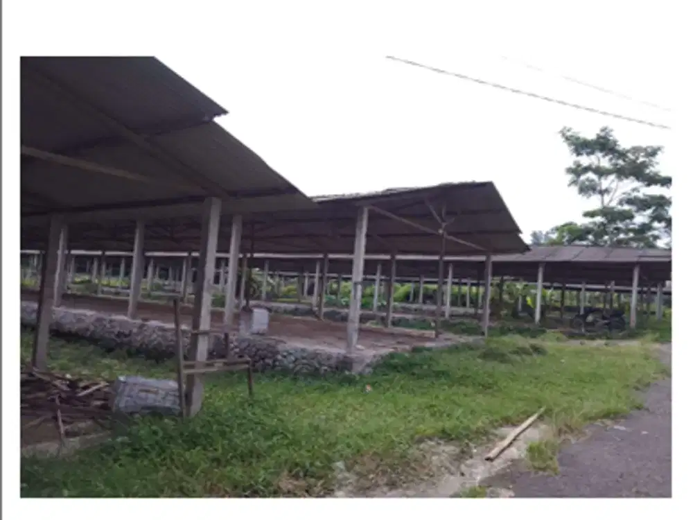 Kandang Ayam Strategis di Kawasan Sudimoro, Magelang dekat dengan Jalan Raya Magelang-Yogya