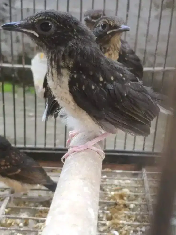 Trotol murai batu medan dan seri f4 ready usia 1bln mandiri