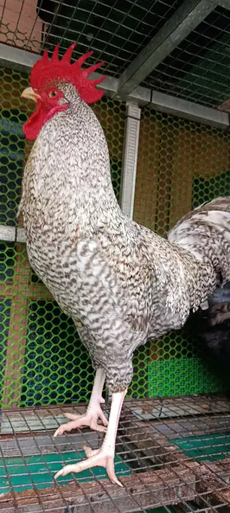 Ayam Kampung Unggul Nusantara (Kuntara 4)