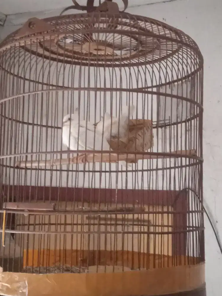 Puter Albino Mata Merah Sepasang